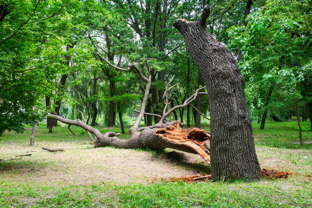 Professional Tree Services in Gordo, AL