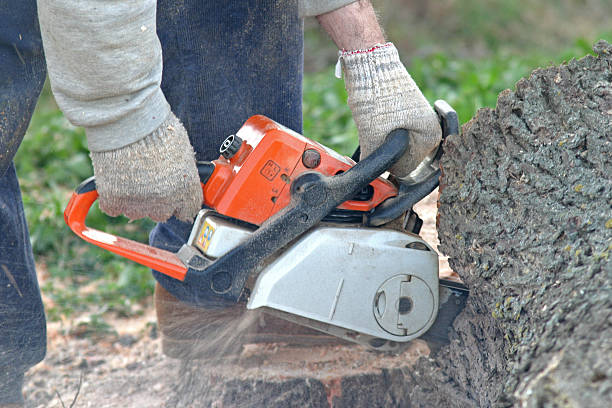 Best Tree Maintenance Programs  in Gordo, AL